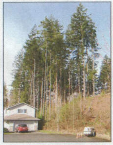 Stand of Trees