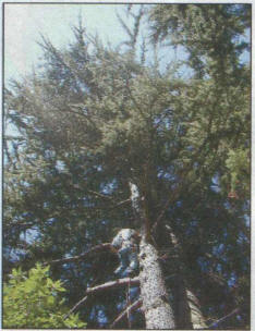 Tree Crown