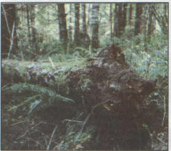 TR2006-04.jpg