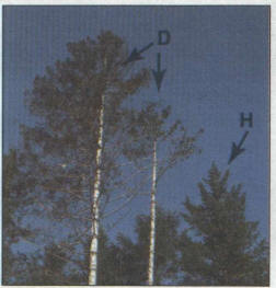 TR2006-05.jpg