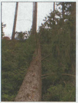 TR2006-11.jpg