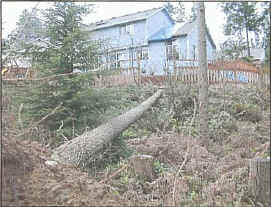 [Zone 1 tree fell in a storm]