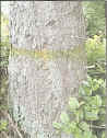 [tree marked with yellow stripe]