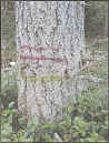 [tree marked with yellow stripe and two red slashes]
